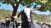 Goats in Turkey