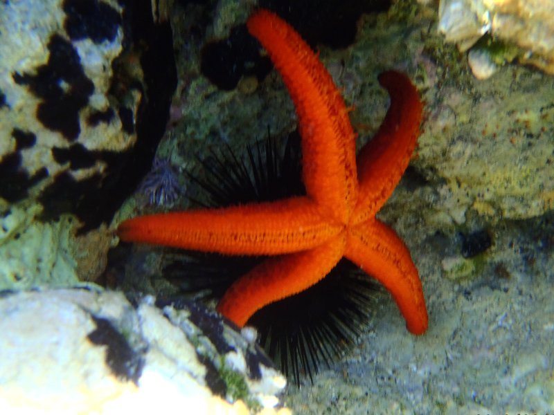Starfish in Greece