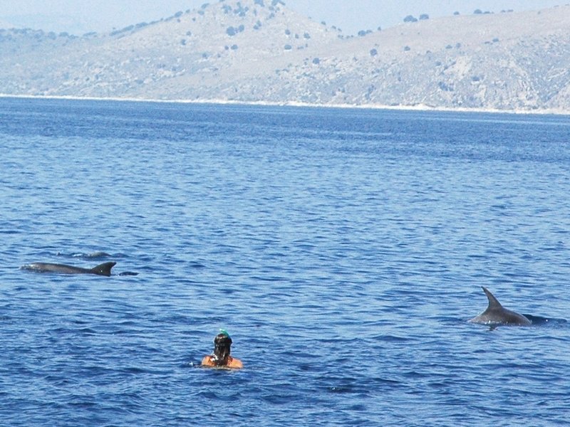 Dolphins in Greece